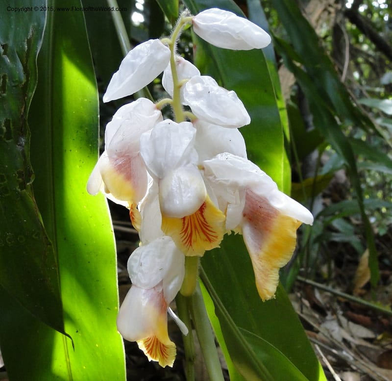 Alpinia, Regalado 1858--Viet Nam. Unknown mountain. 10 May 2011. 131 (3).jpg