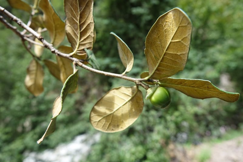 Quercus, C. Davidson 13759--China. Sichuan. Yibailingba-gou. 12 Aug 2017. DSC04660 (408).JPG