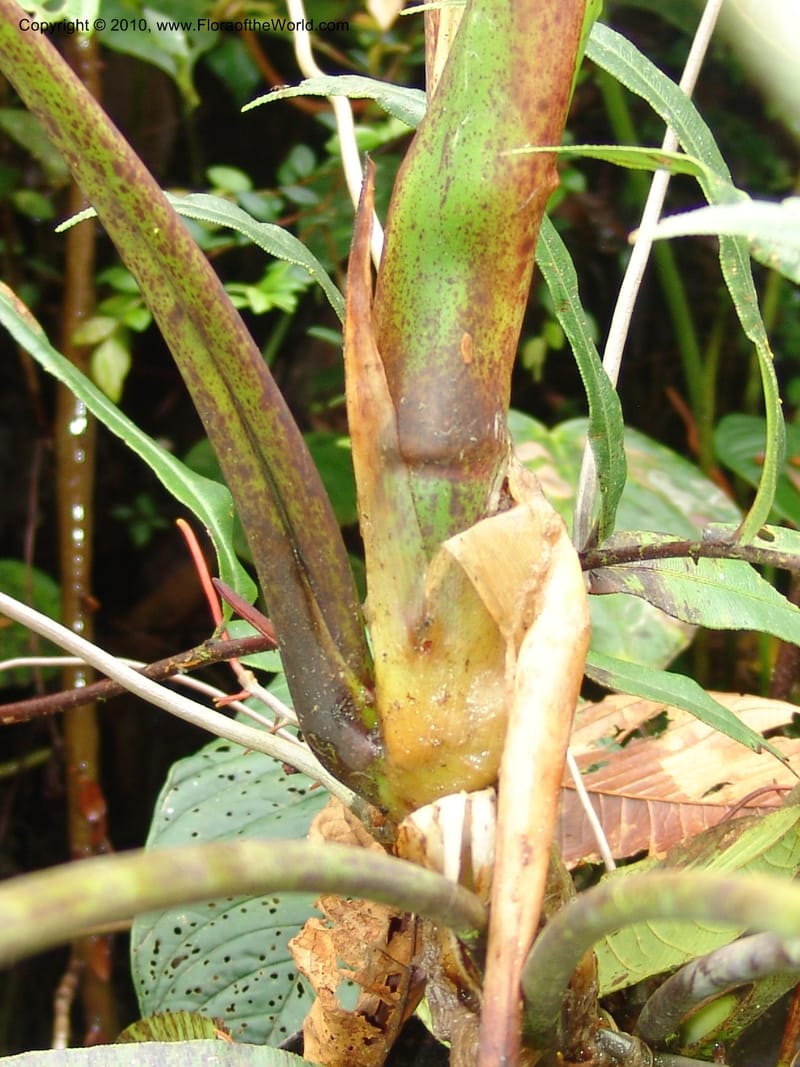Anthurium incomptum, Croat 96349--Ecuador. Prov. Pichincha. Pacto-Pto. Quito Rd.. 25 Mar 06. 028 (17).jpg