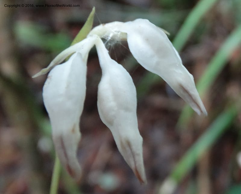 Burmannia longifolia, Davidson, C 12739--Sabah. Mt. Kinabalu. Bundu Tuhan Trail. 11 Oct 2014. DSC04153 (124).JPG