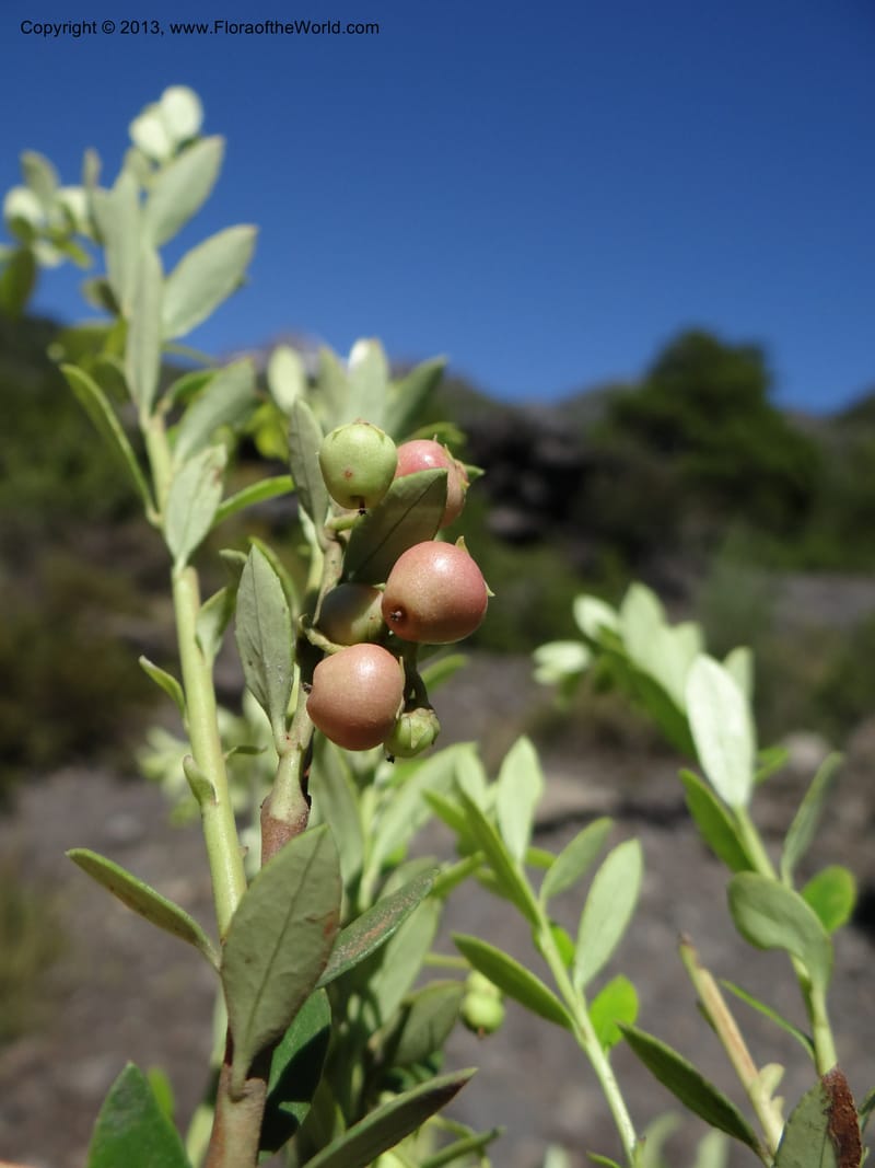 Gaultheria mucronata, WDS 34122--Chile. P.N. Laguna del Laja. 18 Feb 2013. DSC01736 (26).JPG