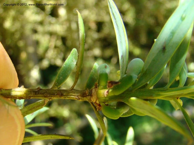 Podocarpus totora, C. Gemmill 646--New Zealand. Waikato Distr. Puke Moke Moke Res. 26 Nov 07. 138 (3).jpg