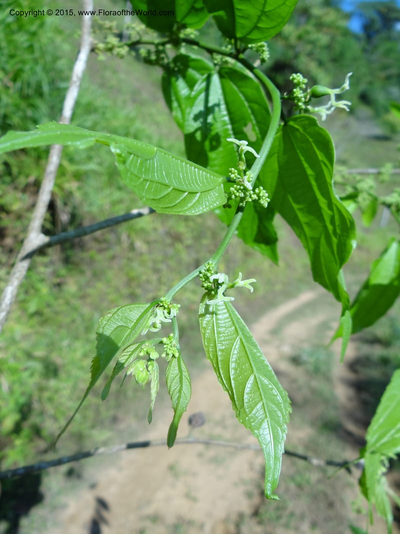 Celtis iguanea, Hammel 26117--Costa Rica. Ranchos Tinamu. 4 Mar 2012. DSC03937 (132).JPG