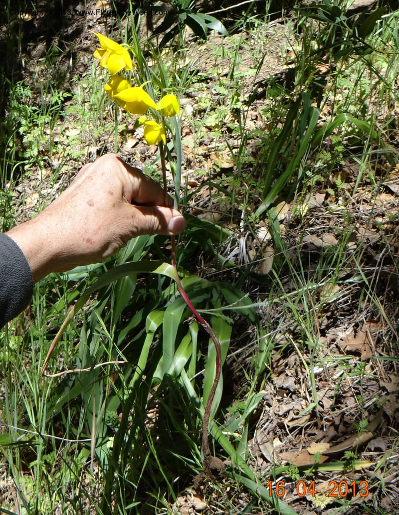Calochortus amabilis, Davidson, C 12123--USA, California, Napa Co. 16 Apr 2013  9999 (12).JPG