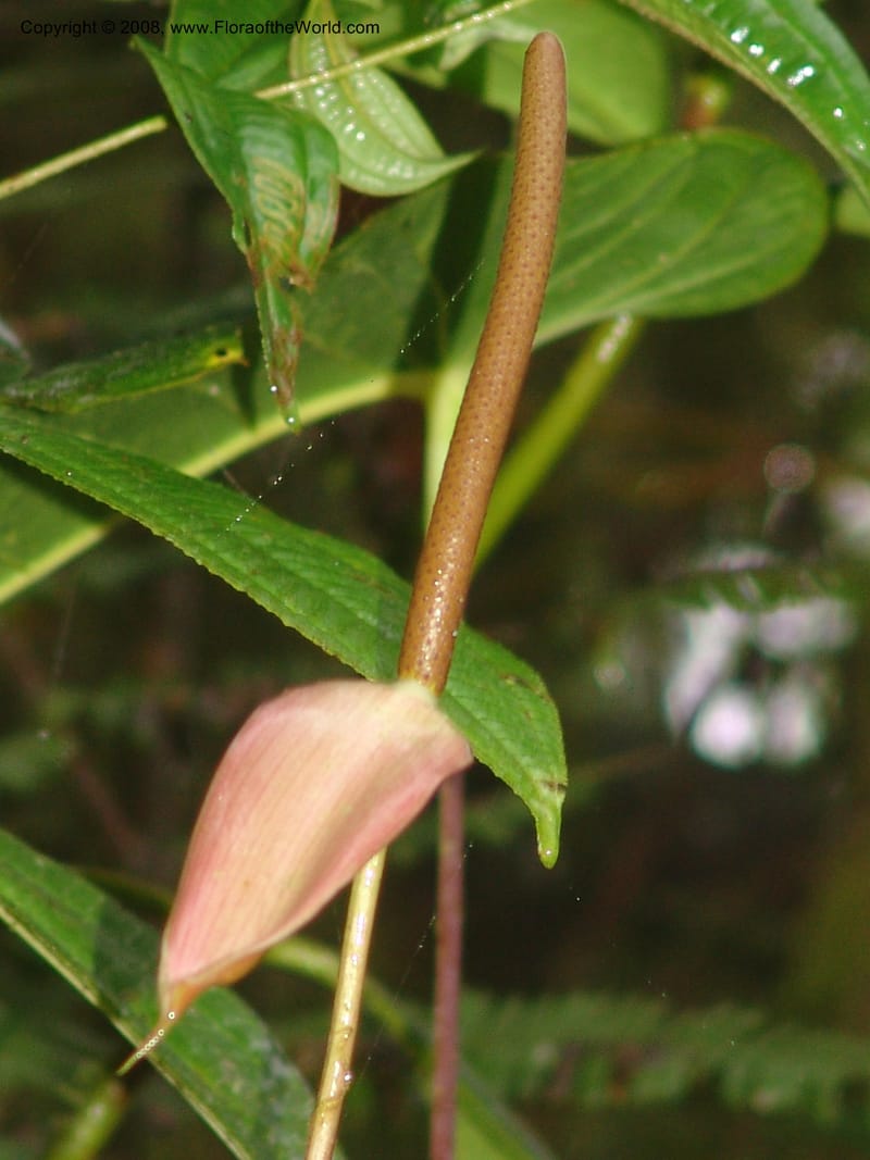 Anthurium longecuspidatum, Croat94384--Ecuador. Res. Bellavista. 9 Feb 05. 094.jpg