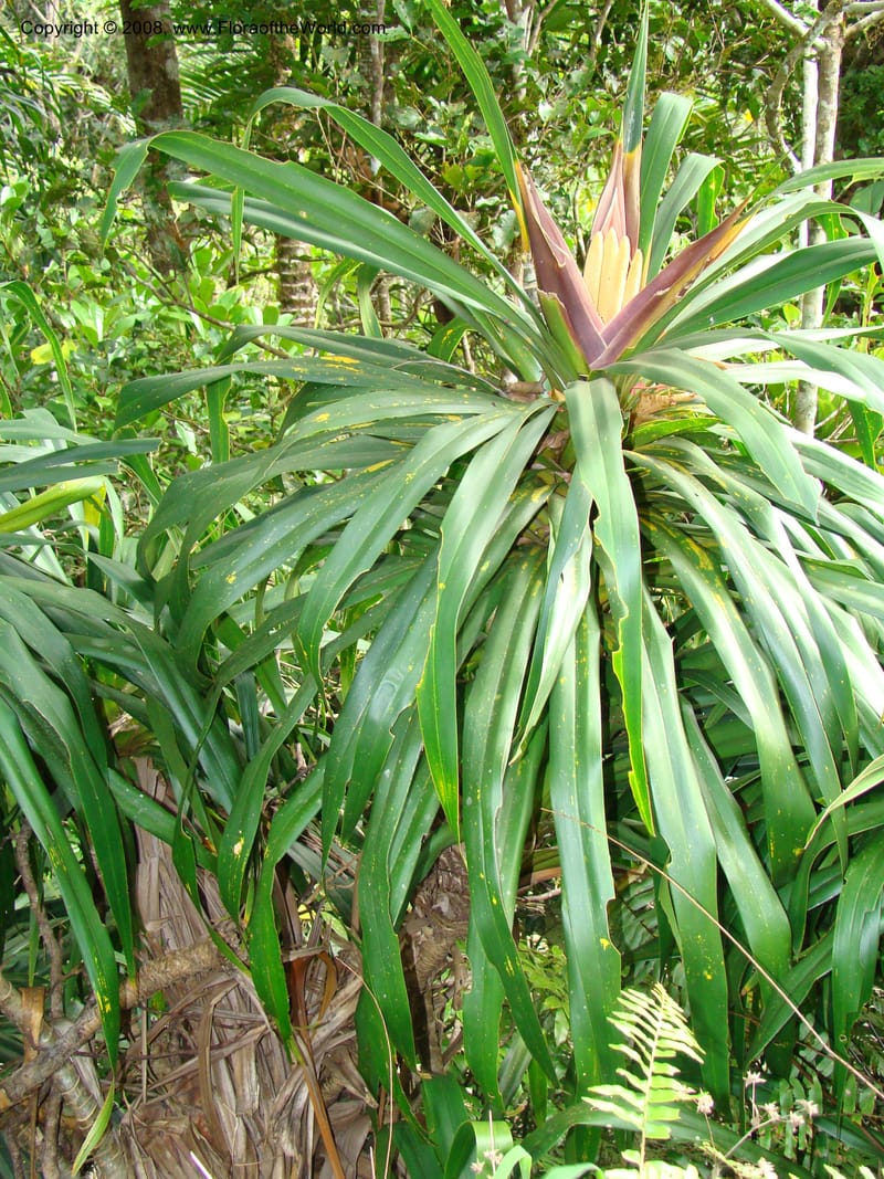 Freycinetia, JMunzinger4780--New Caledonia. Aoupinie. 15 Nov 07. 510.jpg