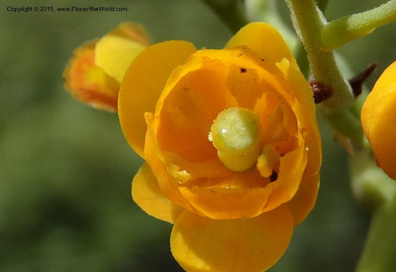 Berberis jamesonii, Ulloa, C 2504--Ecuador. Antesana. Lga. Sta. Lucia. 24 Apr 2015. DSC02778 (160).JPG