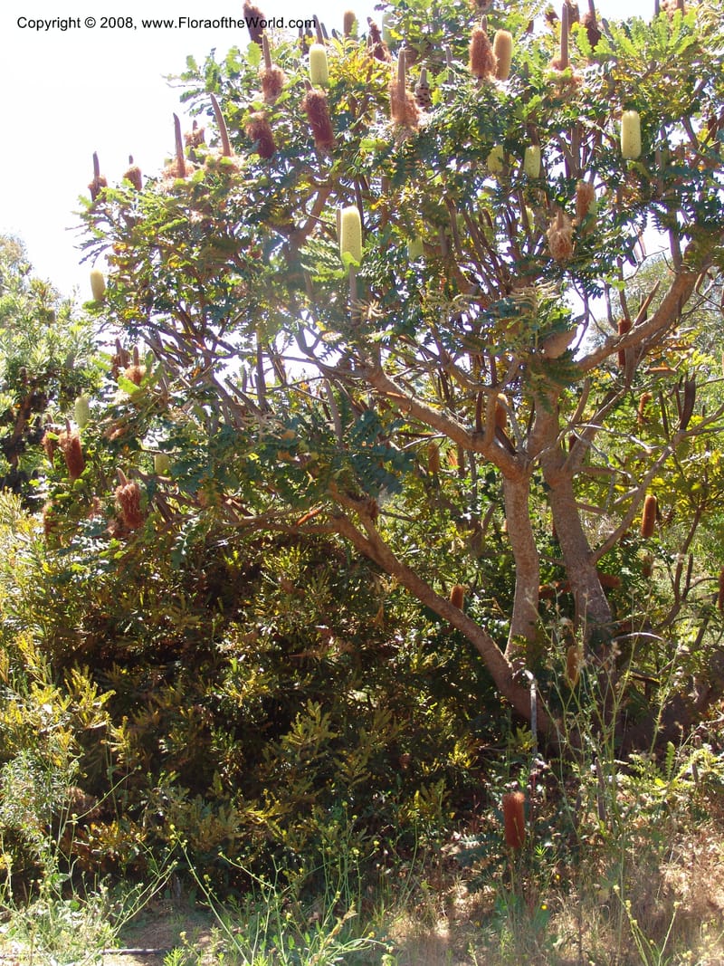 Banksia grandis, 88.120--CA. UC Santa Cruz Arboretum.  1 Jul 06. 105.jpg