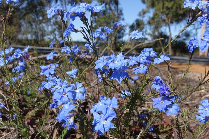 Lechenaultia biloba, not collected--Australia. W.A. Flora Rd. 22 Oct 2016. DSC03739 (54).JPG