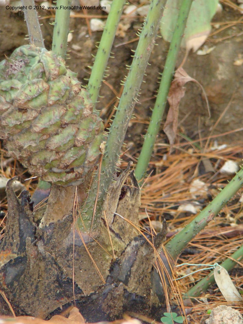 Ceratozamia euryphyllidia--MX. Oaxaca. Jardin Etnobotanico. 11 Sep 08. 013.jpg