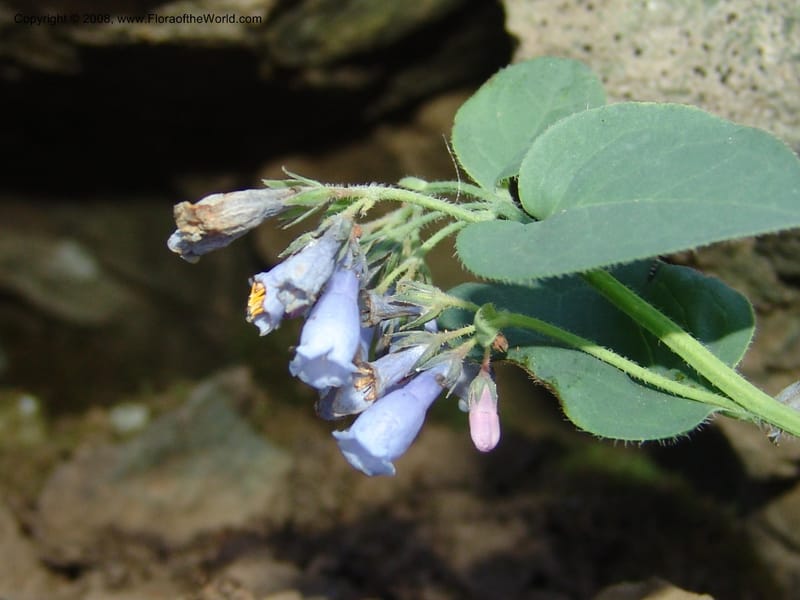 Mertensia ciliata, CDavidson11132--Idaho Co. Hell's Can. Nat. Rec. Area. Heaven's Gate. 20 Jul 07. 074.jpg