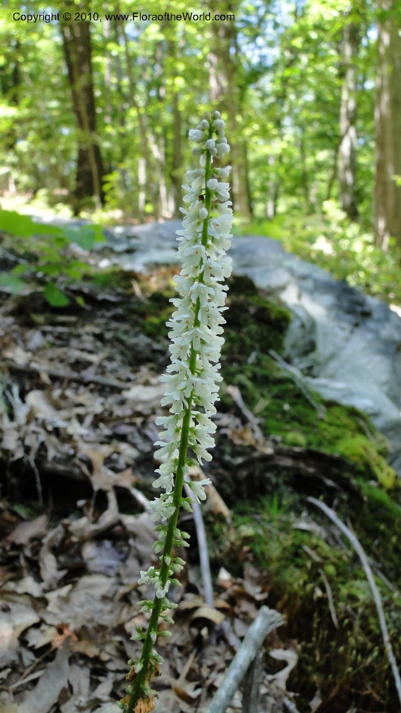 Galax aphylla, Mori 27456--North Carolina. Stokes Co. 26 May 2010. 088 (51).jpg
