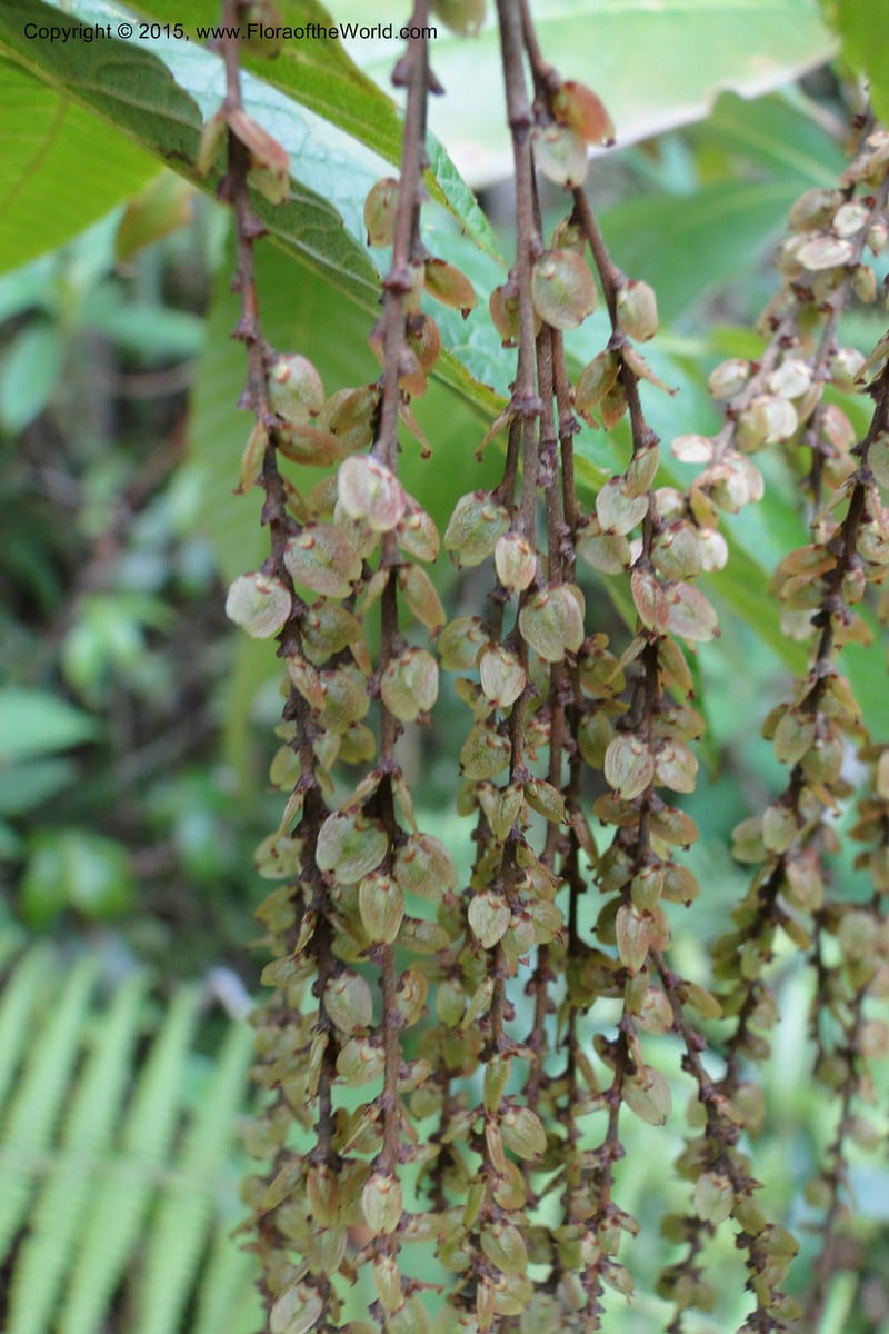 Rhoiptelea chiliantha, Regalado 1809--Viet Nam. Trail to Siu Chai Commune. 5 May 2011. 306.jpg