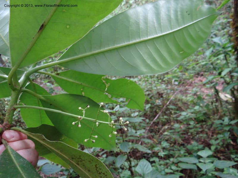 Meliosma simplicifolia, VC 5561--Thailand. Chiang Mai Prov. Doi Pha Hom Pok Nat. Park. 10 Nov 2012. DSC08349 (272).JPG