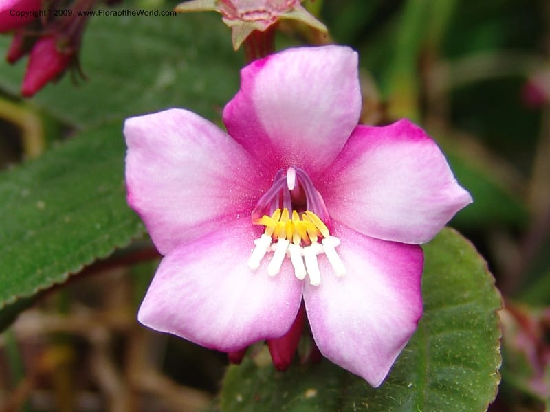 Salpinga maranonensis, DNeill15939--Ecuador. Prv. Zam. Ch. C del Condor. Wawaime plot. 22 Sep 07. 327.jpg