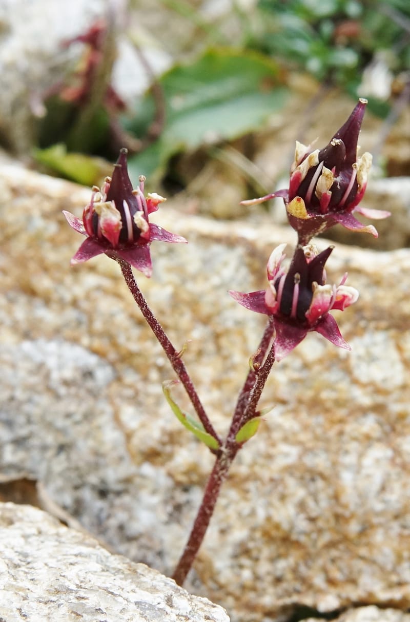 Micranthes melanocentra, C. Davidson 13795--China. Sichuan. Zhe Duo Shan. 17 Aug 2017. DSC06717 (194).JPG