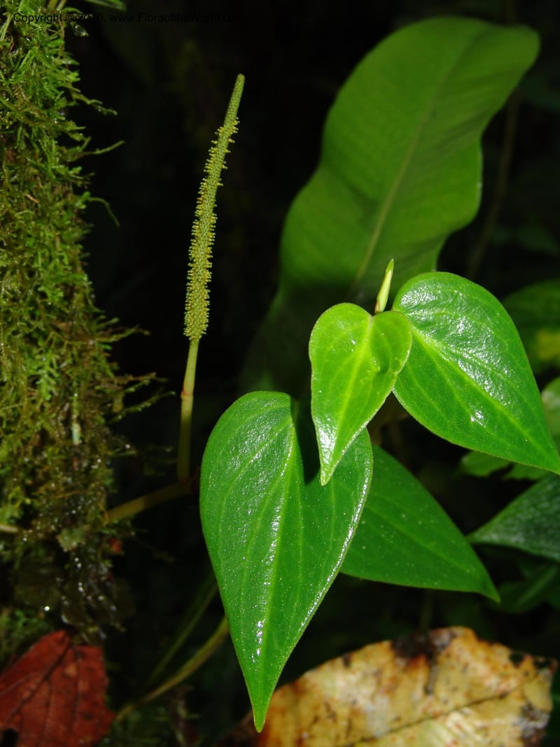 Peperomia, Croat 95716--Ecuador. Maquipucuna Biol. Res. Send. Princip. 11 Mar 06. 107 (1).jpg