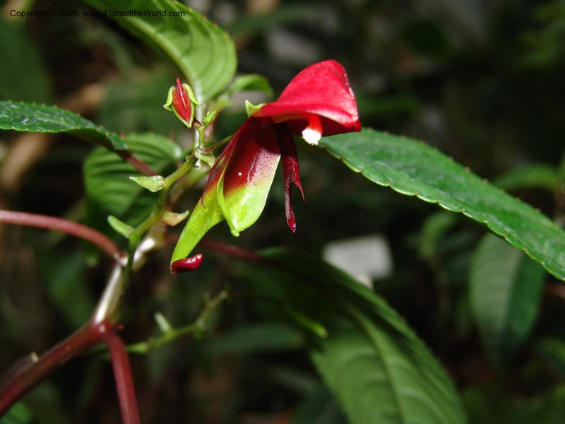 Impatiens hians--France. Nancy. Jard. Bot. Montet. 2 May 05. 179.jpg