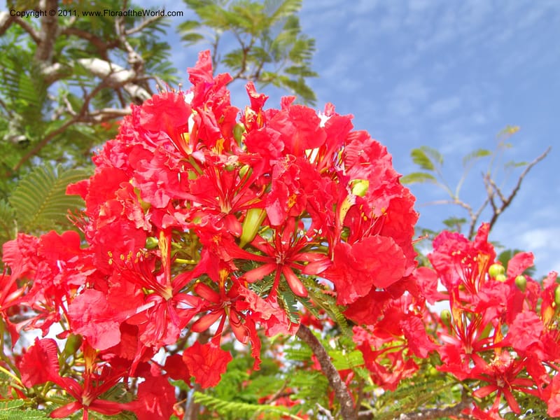 Delonix regia, ROR1560--Madag. Prov. Antsir. Orangea For. Pres. 9 Nov 06. 220 (5).jpg