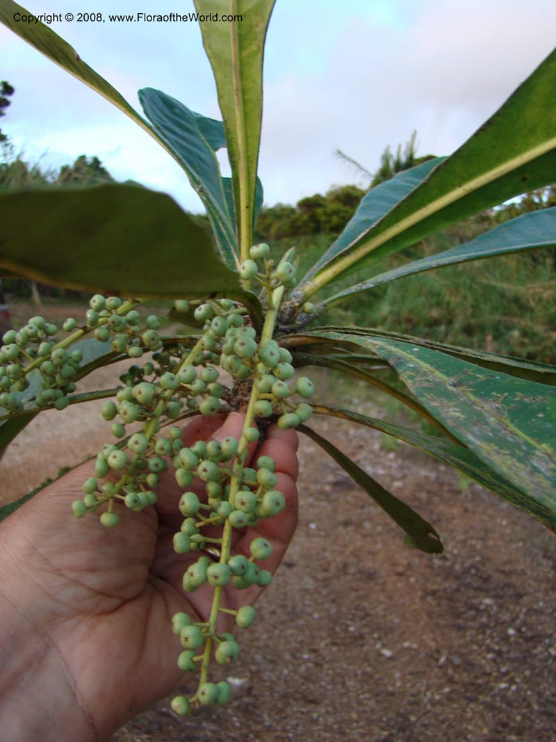Phelline, GBarriera131107-23--New Caledonia. Mandjelia. 13 Nov 07. 358.jpg
