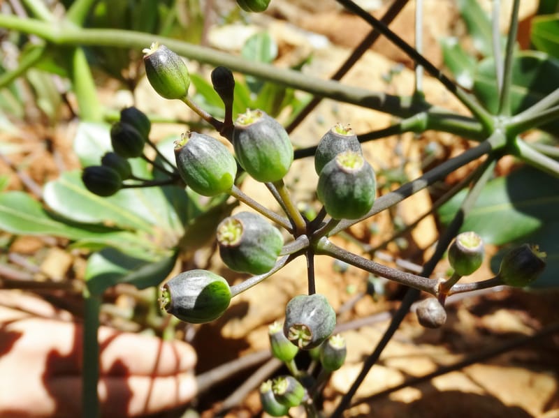 Plerandra polydactylis, Lowry, P 7420--New Caledonia. PinPin. 20 Nov 2015. DSC03938 (108).JPG