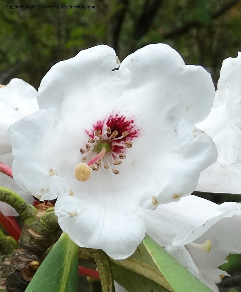 Rhododendron, Boufford, D 43641--China. Sichuan. XiaYingShan to XiangZhai. 10 May 2014. DSC05109 (244).JPG