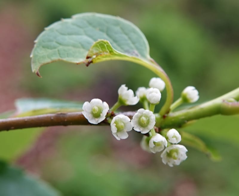 Ilex polyneura, D. Boufford 44125--China. Yunnan. Da Wei Shan. 2 May 2018. DSC01093 (336).JPG