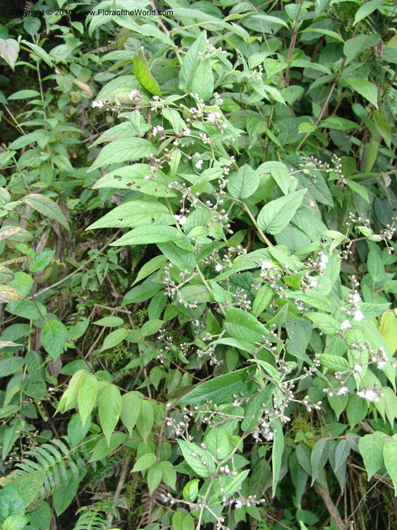 Vernonia--Ecuador. Prov. Pichincha. Tandayapa-Nono Rd. 27 Mar 06. 016.jpg