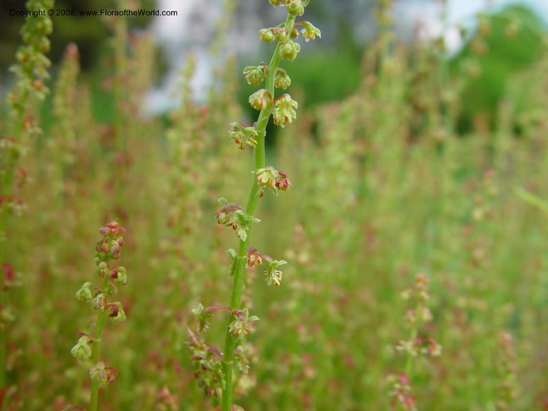 Rumex acetocella--France. Paris. Jardin des Plantes. 30 May 03. 006.jpg
