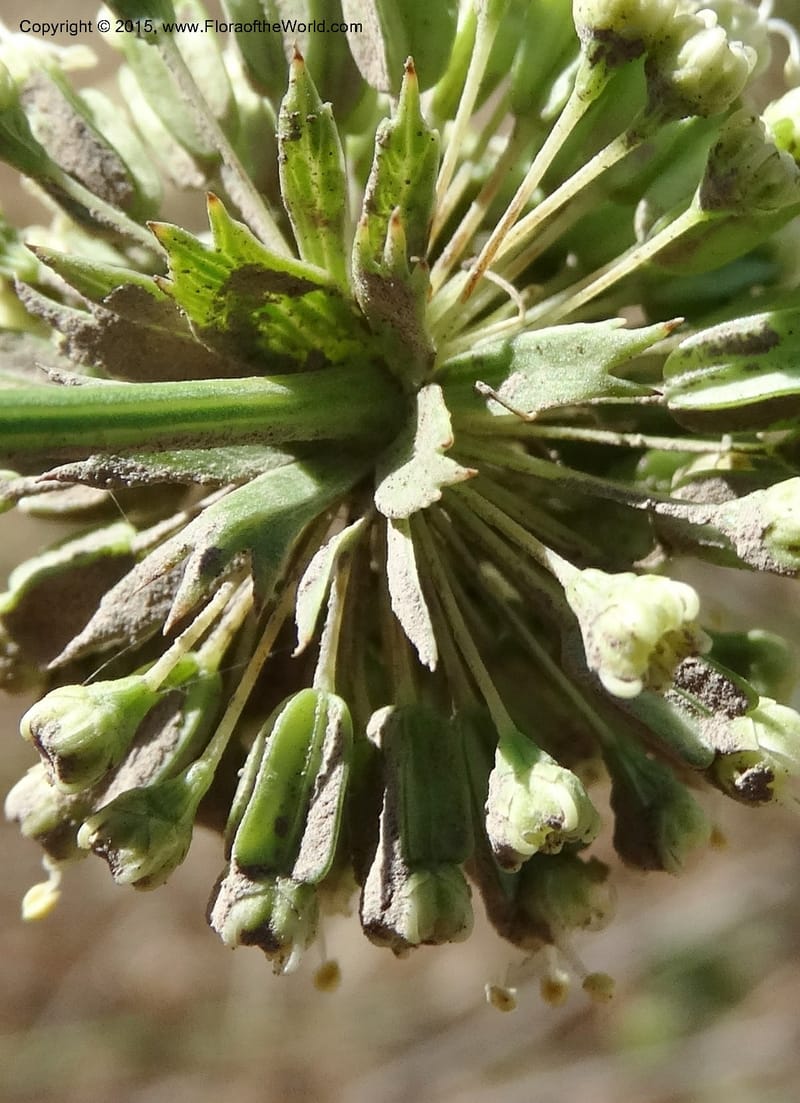 Asteriscium chilensis, Davidson, C 12819--Chile. Ruta J-55 east of Talca. 27 Nov 2014. DSC08479 (59).JPG