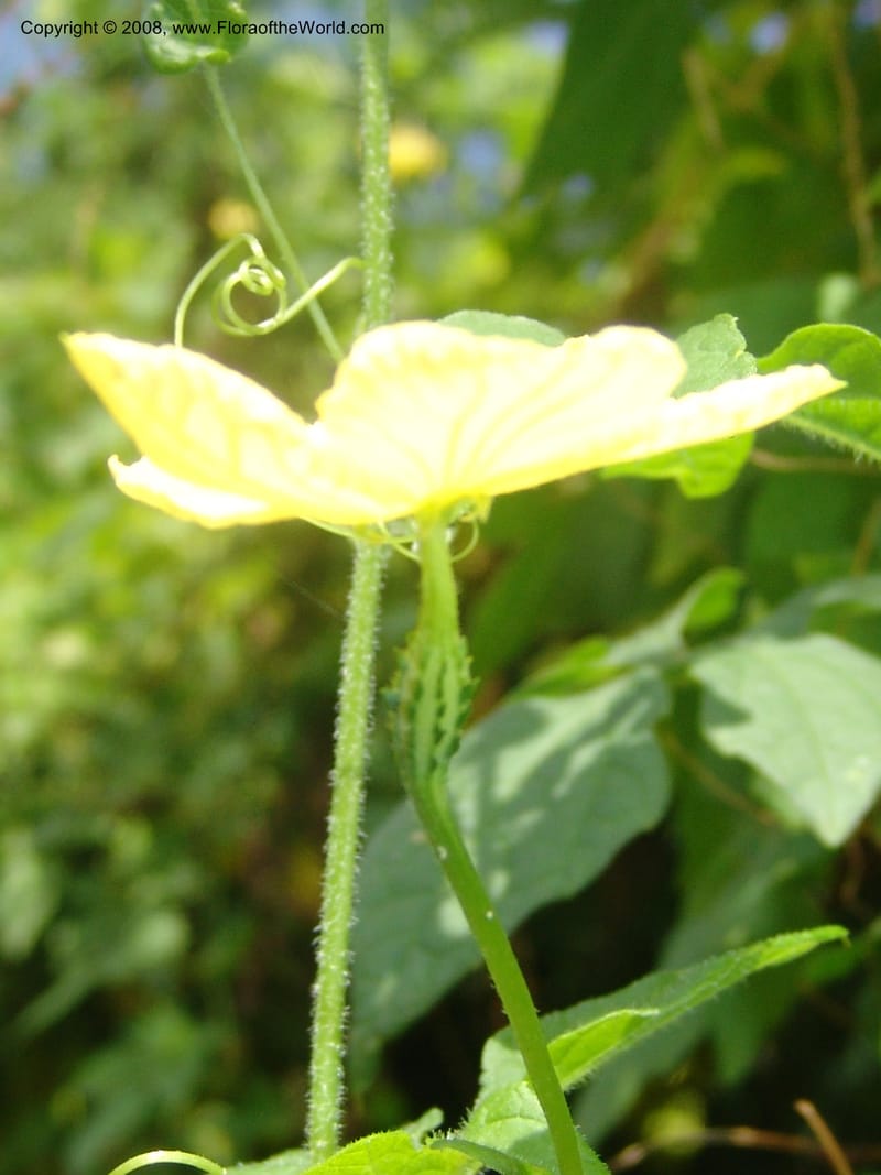 Momordica balsaminea--So. Africa. Mpumalanga. Karino. Whyte Thorne. 19 Mch 05. 055.jpg