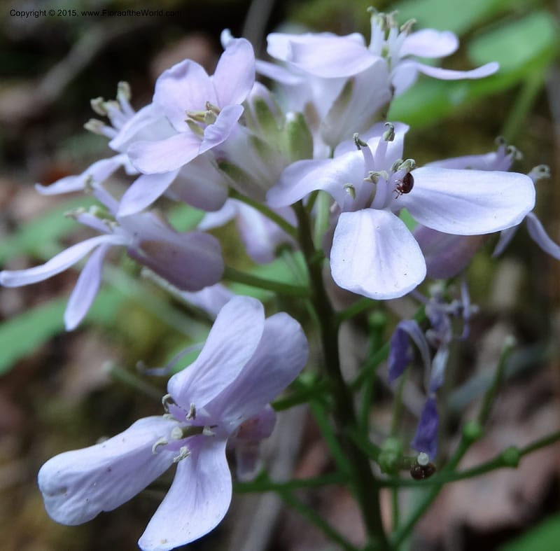Cardamine macrophylla, Boufford, D 43604--China. Sichuan. ShaShiDuo. 8 May 2014. DSC04232 (104).JPG