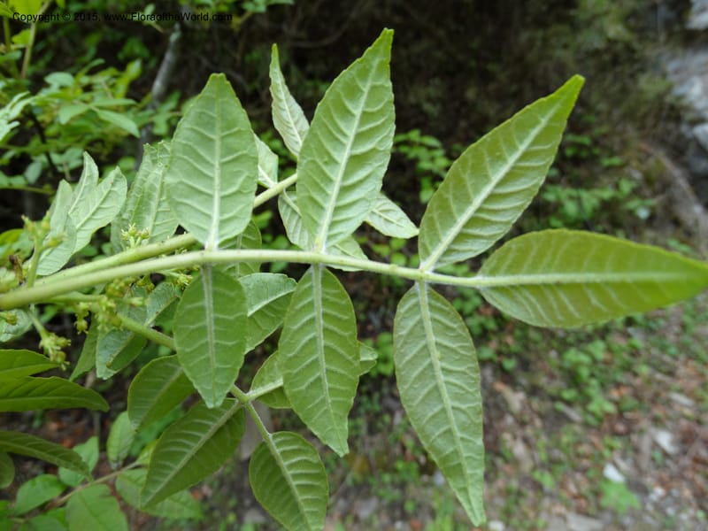 Zanthoxylum bungeanum, Boufford, D 43737--China. Sichuan. XinZhaZi Gou. 14 May 2014. DSC06426 (67).JPG