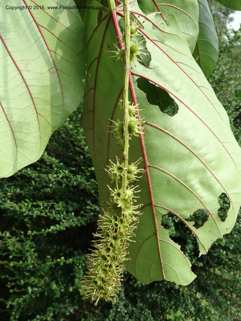 Octomeles sumatrana, Davidson, C 12682--Sabah. Danum Valley. 4 Oct 2014. DSC01741 (367).JPG