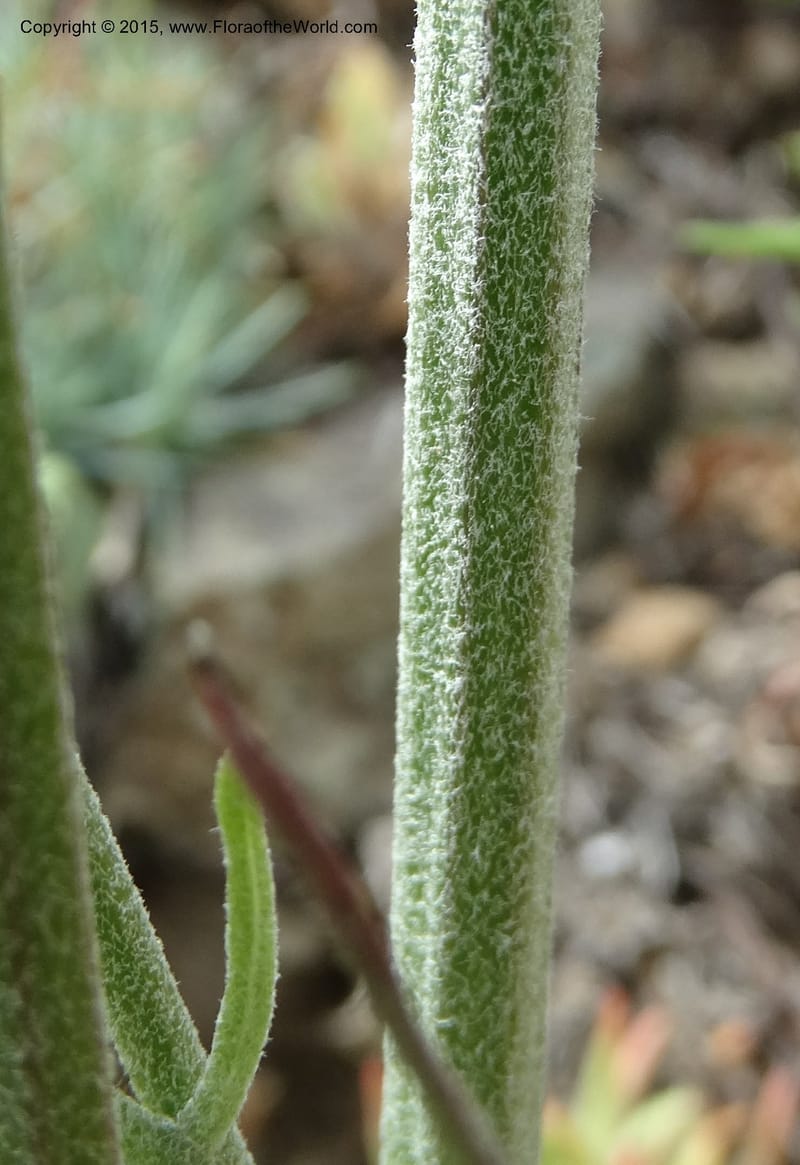 Crepis atribarba, Davidson, C 12597--ID. Idaho Co. Seven Devils Camp Ground. 15 Jul 2014. DSC00113 (289).JPG