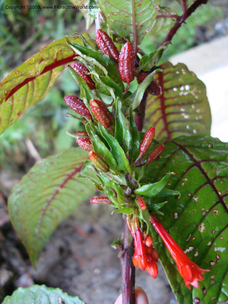 Fuchsia...DN216035,Ecuador.Prov.ZamoraC.Podocarpus,Tapichalaca26Sep2007 153.jpg