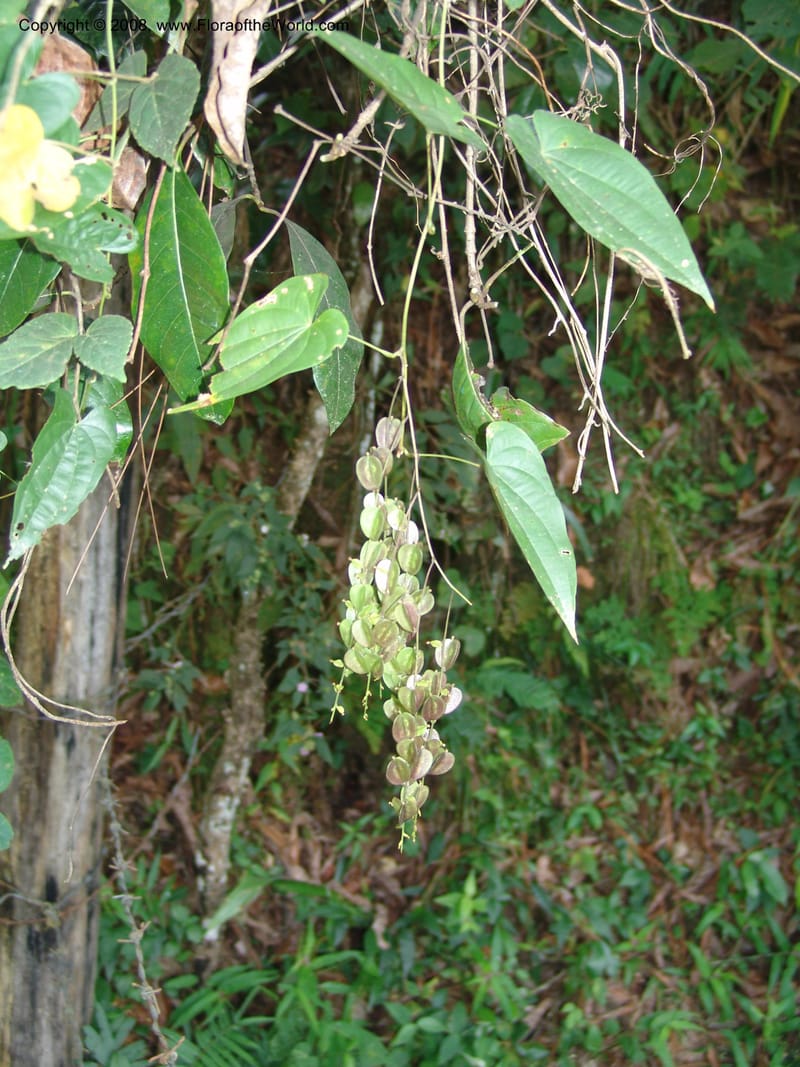 Dioscorea, N.Martinez589--MX. Chiapas.  Camino Finca Prusia a Queretaro. 12 Nov 04. 036.jpg