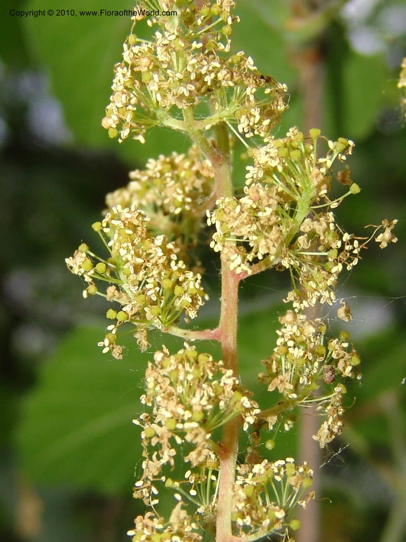 Vitis californica--CA. McConnell Arboretum, Redding. 4 Jun 07. 322.jpg