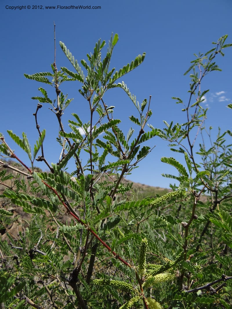 Prosopis glandulosa, Davidson, C 11938--AZ. Yavapai Co. Crown King Rd. 7 May 2012. DSC0894 1 (25).JPG