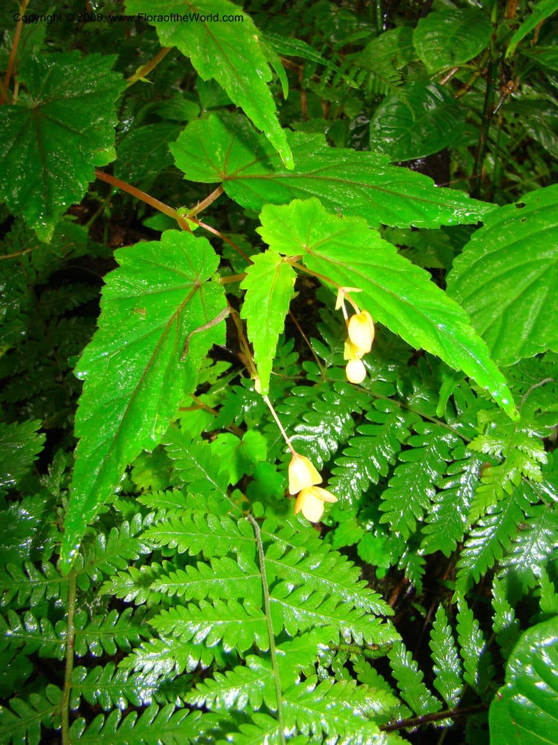 Begonia sutherlandii, RGereau7014--Tanz. Mbeya Rural Distr. Ngozi Crater. 26 Jan 08. 203.jpg