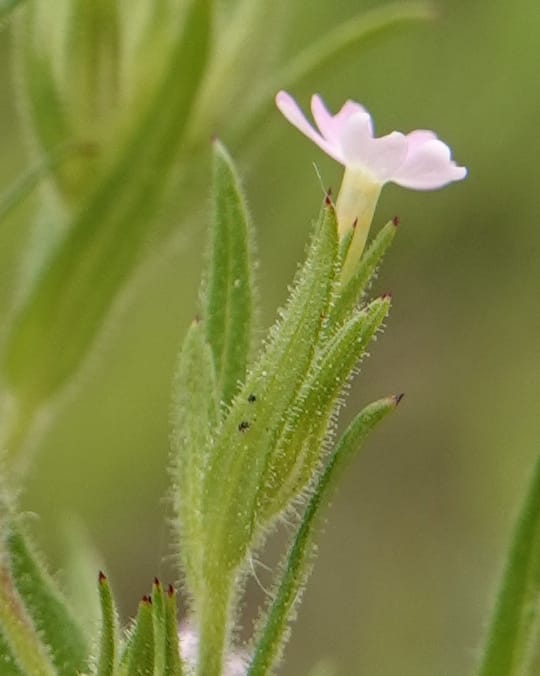 Microsteris gracilis, C. Davidson 13756--Oregon. Wallowa Co. Zumwalt.Trail Cr. Rd. 4 Jun 2018. DSC04078 (232).JPG