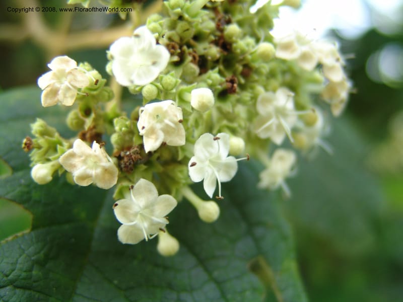 Clerodendrum johnstonii--Kenya. Limuru. Forest fragment near Brackenhurst Ctr. 11 Jul 04. 013.jpg