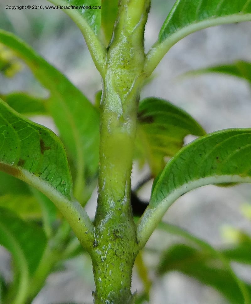 Psychotria, Ulloa, C 2246--Ecuador. Loja. El Tiro. 27 Sep 2012. DSC04675 (104).JPG