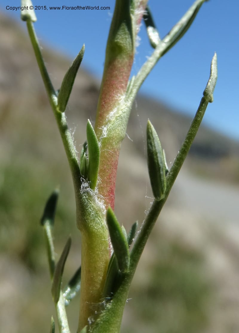Tetraglochin alatum, Davidson, C 12788--Chile. Ruta 115, to Laguna del Maule. 24 Nov 2014. DSC07486 (307).JPG