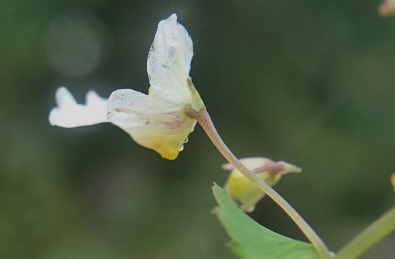 Impatiens apsotis, C. Davidson 13746--China. Yunnan. Tianbao Shan. 10 Aug 2017.  (195).JPG