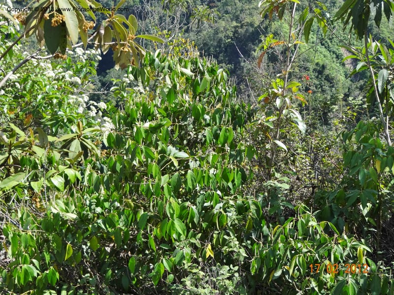 Piper sp. unk., Martinez-Melendez, M 428--Mexico, Chiapas, Palenque-Ocosingo 17 Feb 2012  3275 (2).JPG