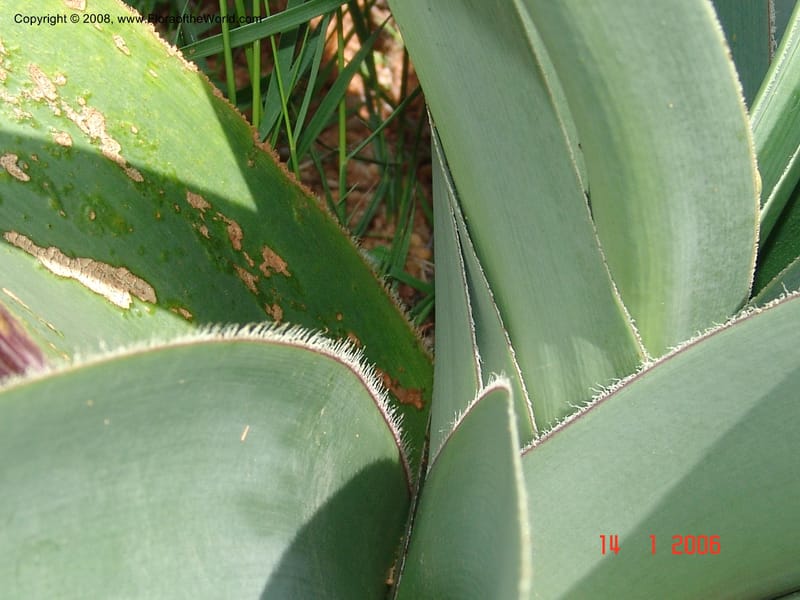 Crinum, not coll.--Madag. Prov. Fianar. 5 km SW of Ilakaka. 14 Jan 06. 017.jpg