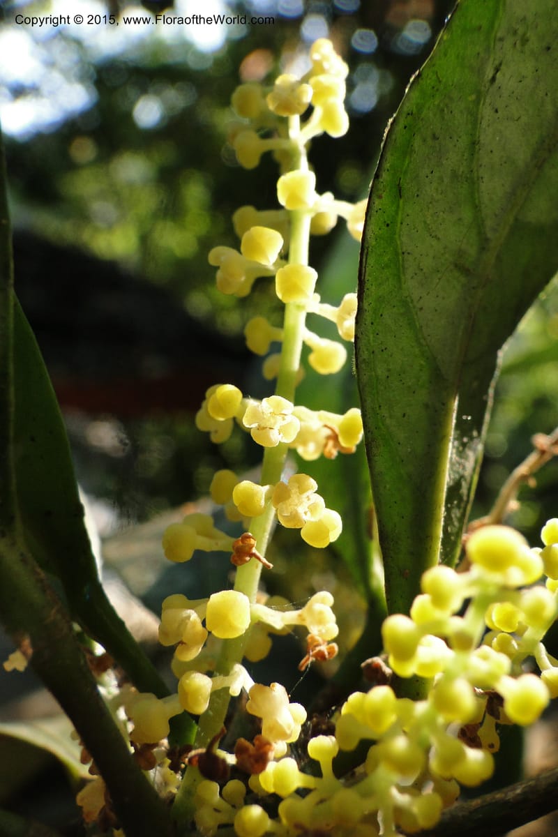 Chionanthus, Regalado 1840--Viet Nam. Bach Maa. 9 May 2011. 133 (8).jpg