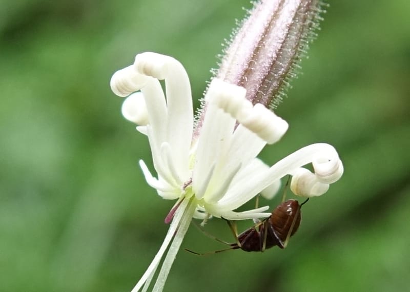 Silene nutans subsp. nutans,  Davidson, C 13266--Switzerland. Oberwald. Chapel St. Nikolas. 2 Jul 2016. DSC07728 (776).JPG