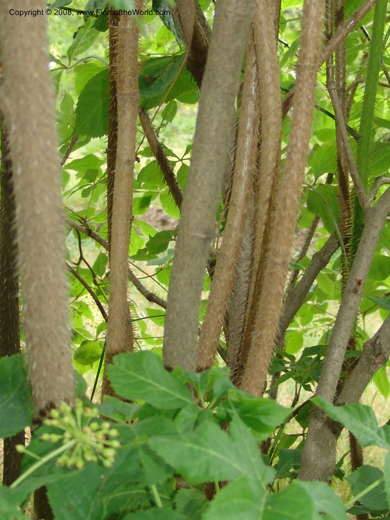 Eleutherococcus senticosus--IL.. Chicago. Morton Arboretum. 1 Jul 05. 028.jpg